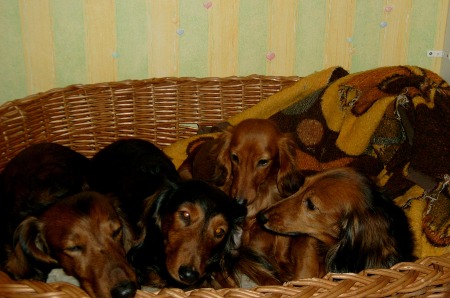 Unsere Rasselbande